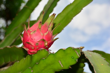 Dragon fruit on the treeの写真素材