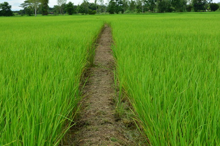 Rice fields growing green.の写真素材