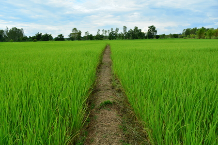 Rice fields growing green.の写真素材