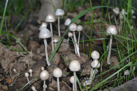 psilocybin mushroomの写真素材