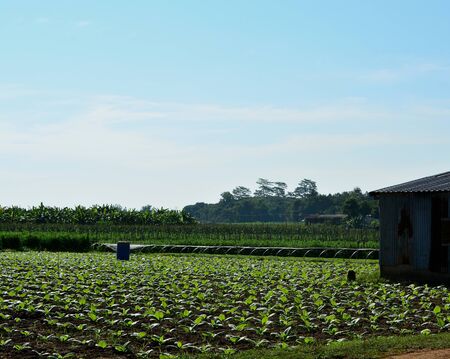 Tobacco growing in the field blue sky background.の写真素材