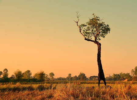 Tree in the field and light morning natural backdrop.の写真素材