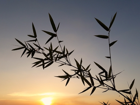 Bamboo branches backlit evening.の写真素材