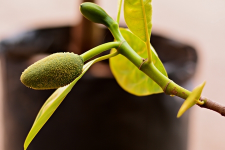 jack fruit growing background blur.の写真素材