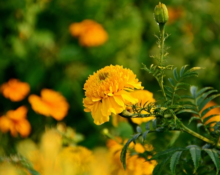 Yellow Marigold / Marigolds are blooming on the background blur.の写真素材