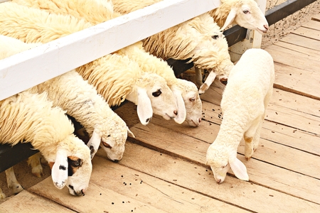 White sheep in a corral eating food that people bring.の写真素材