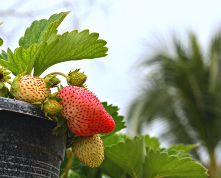 Strawberry fancy strawberry ripening on the tree in a pot. Natural backdropの写真素材
