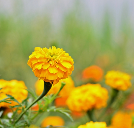 Yellow marigold blooming on the natural backdrop.の写真素材