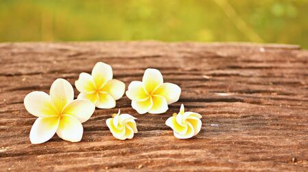 Yellow frangipani flowers on the old brown wooden texture , the background blurred.の写真素材