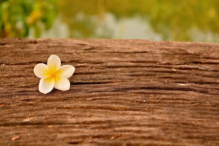 Yellow frangipani flowers on the old brown wooden texture , the background blurred.の写真素材
