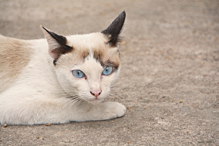 Cute Thai cat blurring the background.の写真素材