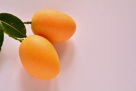 Marian plum on a white background.の写真素材