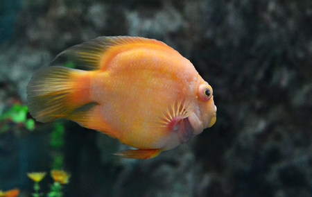 Giant gourami / The orange Giant gourami are swimming beautifully blur background.