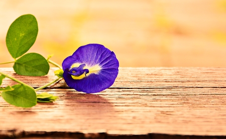 Purple butterfly pea flower on the old wooden floor background blurred.の写真素材