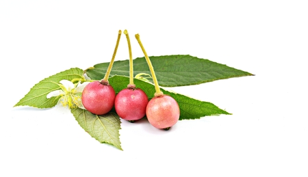 Flacourtiaceae on a white backgroundの写真素材