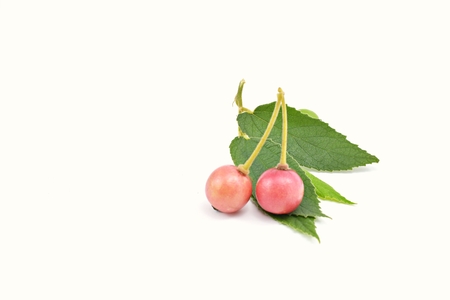 Flacourtiaceae on a white backgroundの写真素材