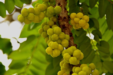 Gooseberry is growing on the backdrop of nature and bokeh.