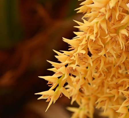 Palm flower/Palm leaf blossomed to attract insects.の写真素材
