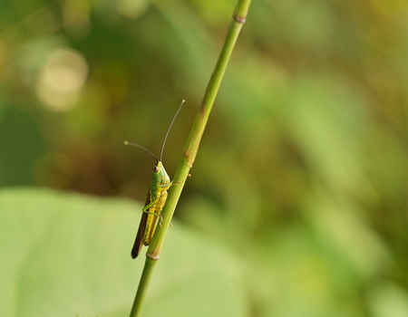 grasshopper / Green grasshopper on bamboo branchの写真素材