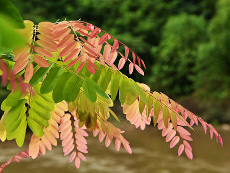 Colorful foliage on the backdrop of nature.