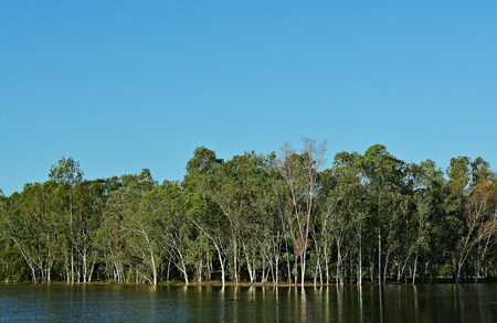 Eucalyptus was born along the stream. There is a reflection in the water. There is a blue sky behind.の写真素材
