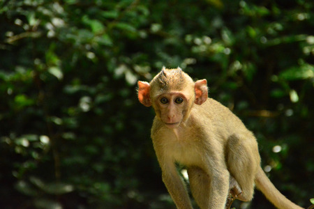 The monkeys look at the triangles. Have a natural background blurred. Low key style