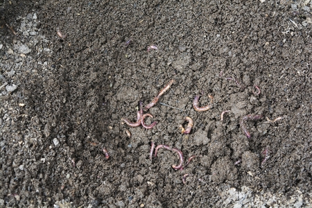 Farmer In winter, worms will rest, they will not eat.