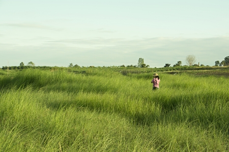 Girl in pink dress Photography in the vetiver field, natural backdrop.の写真素材