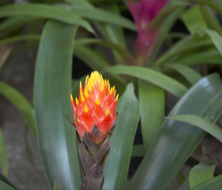 Bromeliad -side-shot natural backdrop
