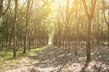 Rubber farmers in Thailand, add artificial light to enhance the image.の写真素材