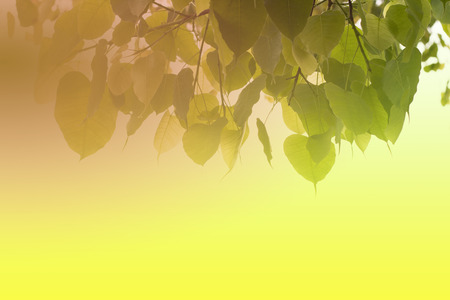 Young leaves of the Bodhi Tree. Add artificial light. For design and moreの写真素材