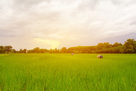 Farmers working in rice fields. There is a green rice field Foreground. There is a forest and the clouds are in the background.の写真素材