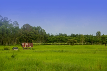 Green rice field, Pickup and hut the backdrop of trees and blue sky.の写真素材