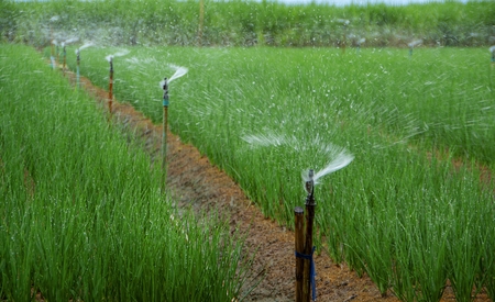 Springer watering onion in the plots, planting fragrant, the division of growing farmers.,The water from Springer is fuzzy.の写真素材