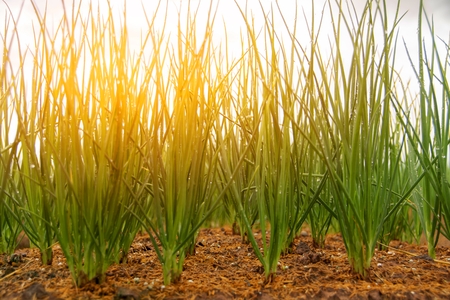 The onion in the plots. Add artificial light to the beauty.の写真素材