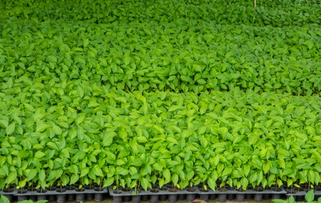 The seedlings of chilli are growing in the pellets.の写真素材