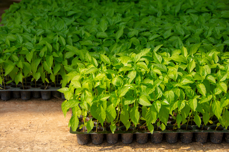 The seedlings of chilli are growing in the pellets.の写真素材