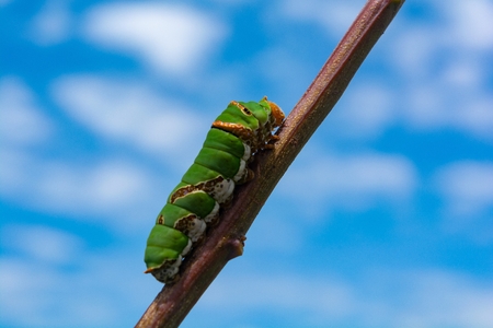 Little worm walking on a branch Behind the blue sky and white clouds.の写真素材