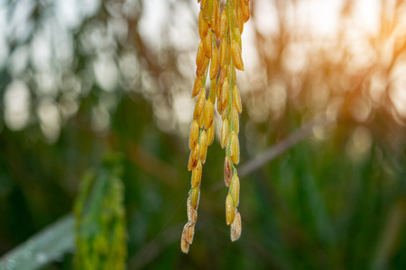 Jasmine rice is harvested on a bokeh background and filled with artificial light.の写真素材