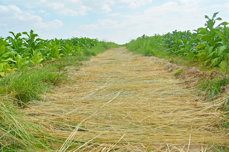 Farmers' rainy pathways Use dry grass to make crabs more convenient.