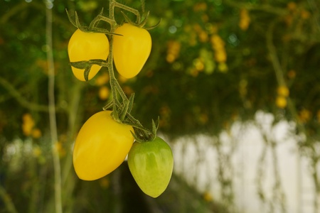 Yellow cherry tomatoes are ripe on their treesの写真素材