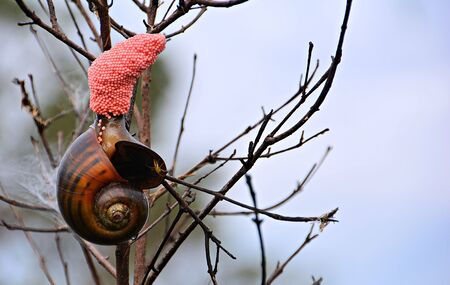 Cherry snails are laying pink eggs on branches in natural water, rural areas of Thailand which are currently being flooded.の写真素材