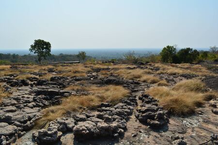 The beauty of the hay in the dry season Golden color Alternating with stones Beautiful swayingの写真素材