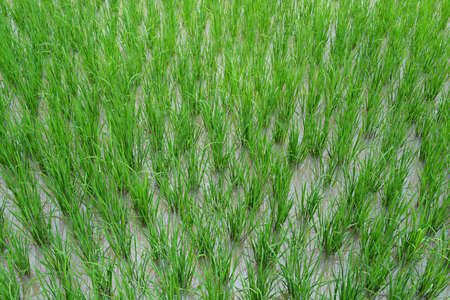 Rice plant growing, take a high-angle shot Overlooking the water in the rice fieldsの写真素材