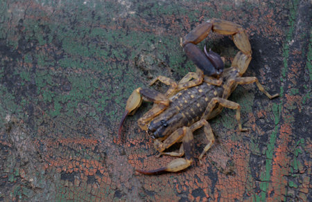 The white scorpion is one of the Asian scorpion species.The stinging insect is poisonous when it stings a person, causing pain and pain.の写真素材