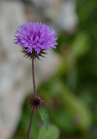 The beauty of purple flowers blooming in the nature of the forest in the late rainy and early winter.の写真素材