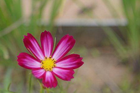 Reddish-pink cosmos flowers are blooming. Show its beauty on natural backdrops, close-up photos.の写真素材