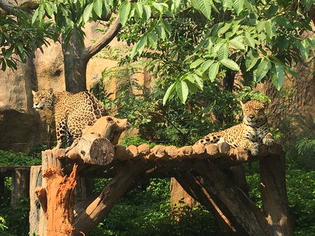 Tiger at Korat zoo