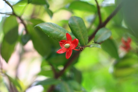 one of guava blossom blomming on nuture backgroundの写真素材