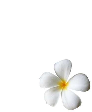 Leelawadee flower isolated on whiteの写真素材